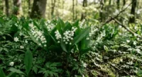 cours de cuisine muguet